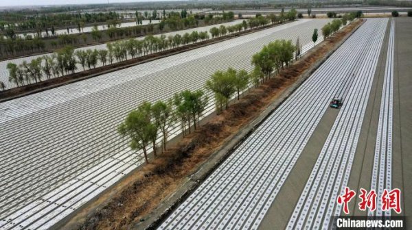 恒运资本配资 新疆棉花产业升级：科技重塑生产链 市场驱动新变革